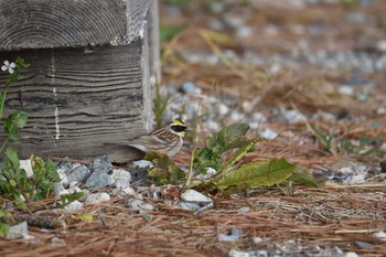 Yellow-throated Bunting Mishima Island Sat, 3/16/2019