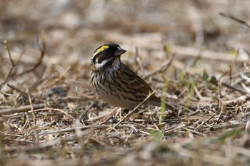 Yellow-browed Bunting Mishima Island Sun, 4/26/2020