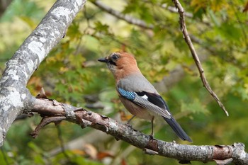 Eurasian Jay(brandtii) 大沼公園(北海道七飯町) Sun, 10/11/2020