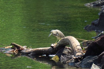 Striated Heron Nagahama Park Sun, 7/24/2016