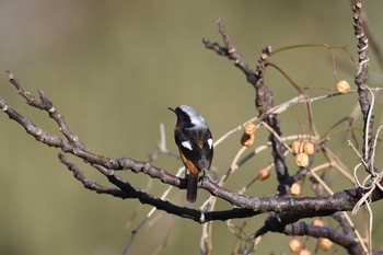 Daurian Redstart Mishima Island Fri, 3/20/2020