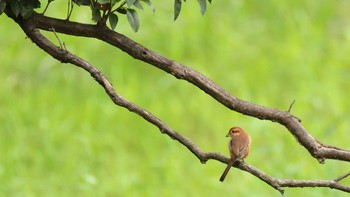 モズ 東京港野鳥公園 2020年10月13日(火)