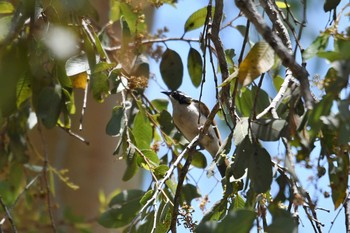 White-throated Honeyeater オーストラリア Fri, 10/18/2019