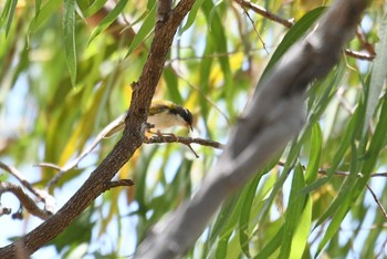 White-throated Honeyeater オーストラリア Fri, 10/18/2019