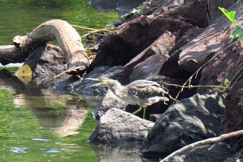 Striated Heron Nagahama Park Sun, 7/24/2016