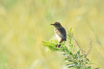 Amur Stonechat 猪名川町 Tue, 10/13/2020