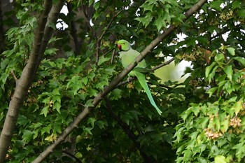 ワカケホンセイインコ 多摩霊園 2020年10月7日(水)