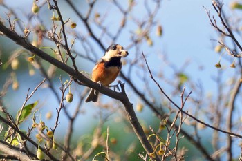 Varied Tit 多摩霊園 Wed, 10/7/2020