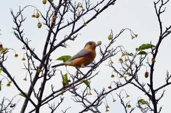 Varied Tit 多摩霊園 Wed, 10/7/2020