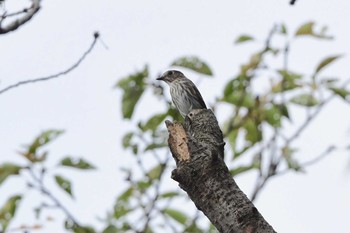 Grey-streaked Flycatcher さいたま市 Sat, 10/3/2020