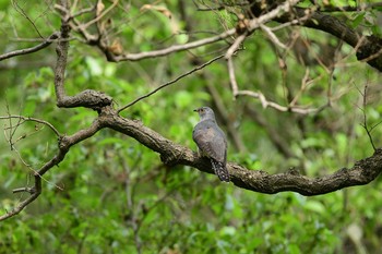 Oriental Cuckoo さいたま市 Sat, 10/3/2020