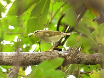 メボソムシクイ 東京港野鳥公園 2020年10月11日(日)