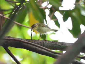 メボソムシクイ 東京港野鳥公園 2020年10月11日(日)