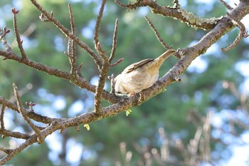 Eurasian Tree Sparrow Kyoto Gyoen Tue, 3/15/2016