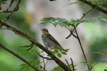 Olive-backed Pipit 富士山  Sun, 7/24/2016