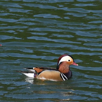 Mandarin Duck Mishima Island Sun, 10/6/2019