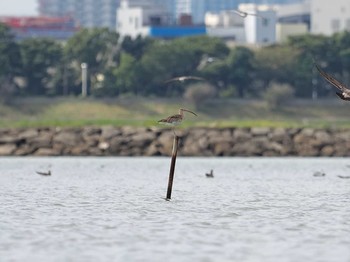 ダイシャクシギ 葛西臨海公園 2020年10月12日(月)