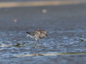 2020年10月13日(火) ふなばし三番瀬海浜公園の野鳥観察記録