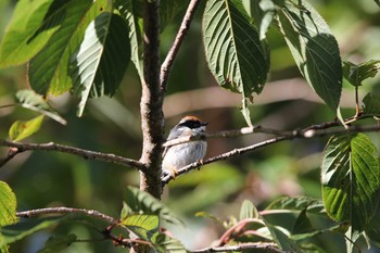 Black-throated Bushtit 阿里山国家森林遊楽区 Tue, 7/19/2016