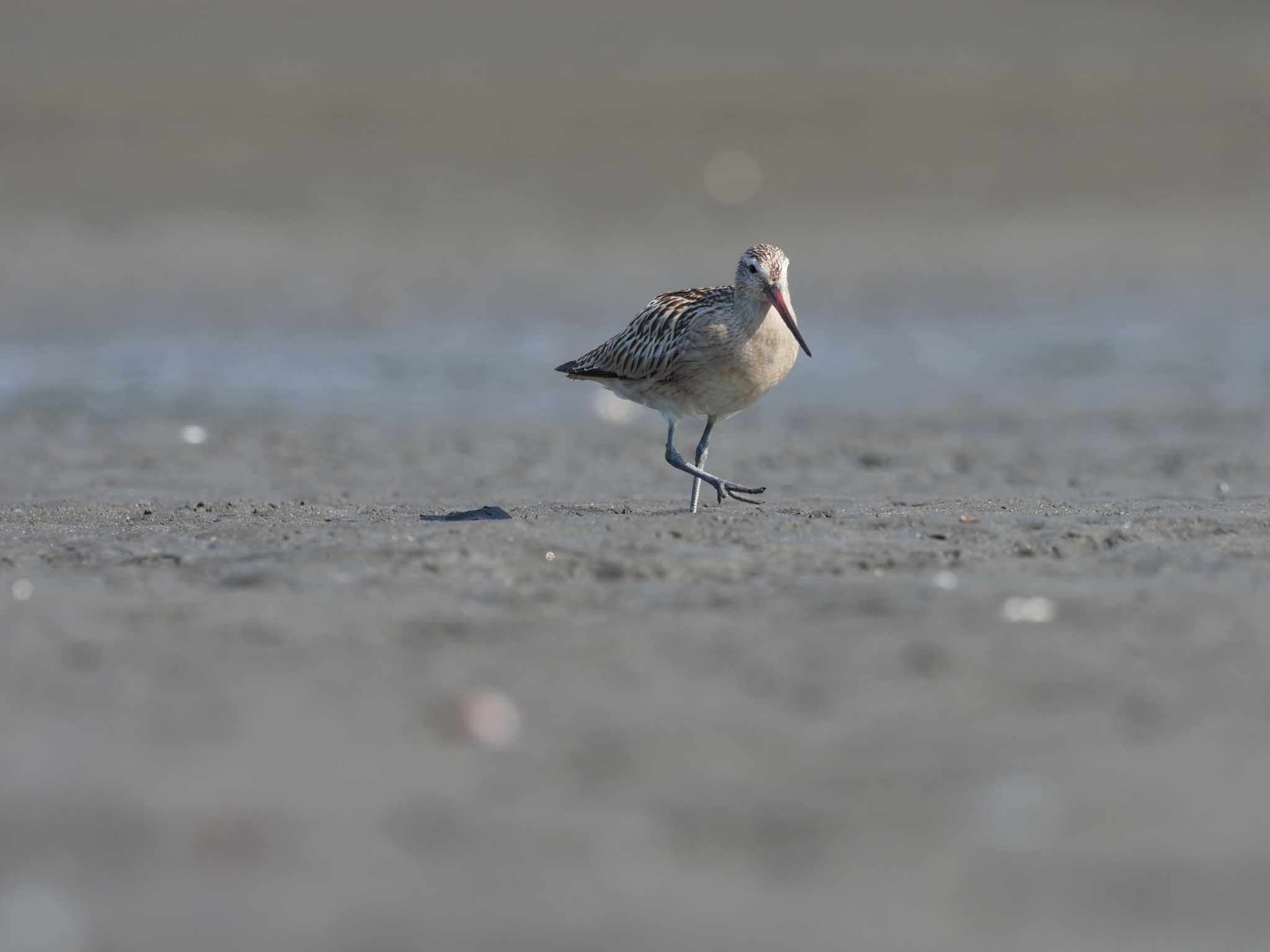 ふなばし三番瀬海浜公園 オオソリハシシギの写真 by シロチ