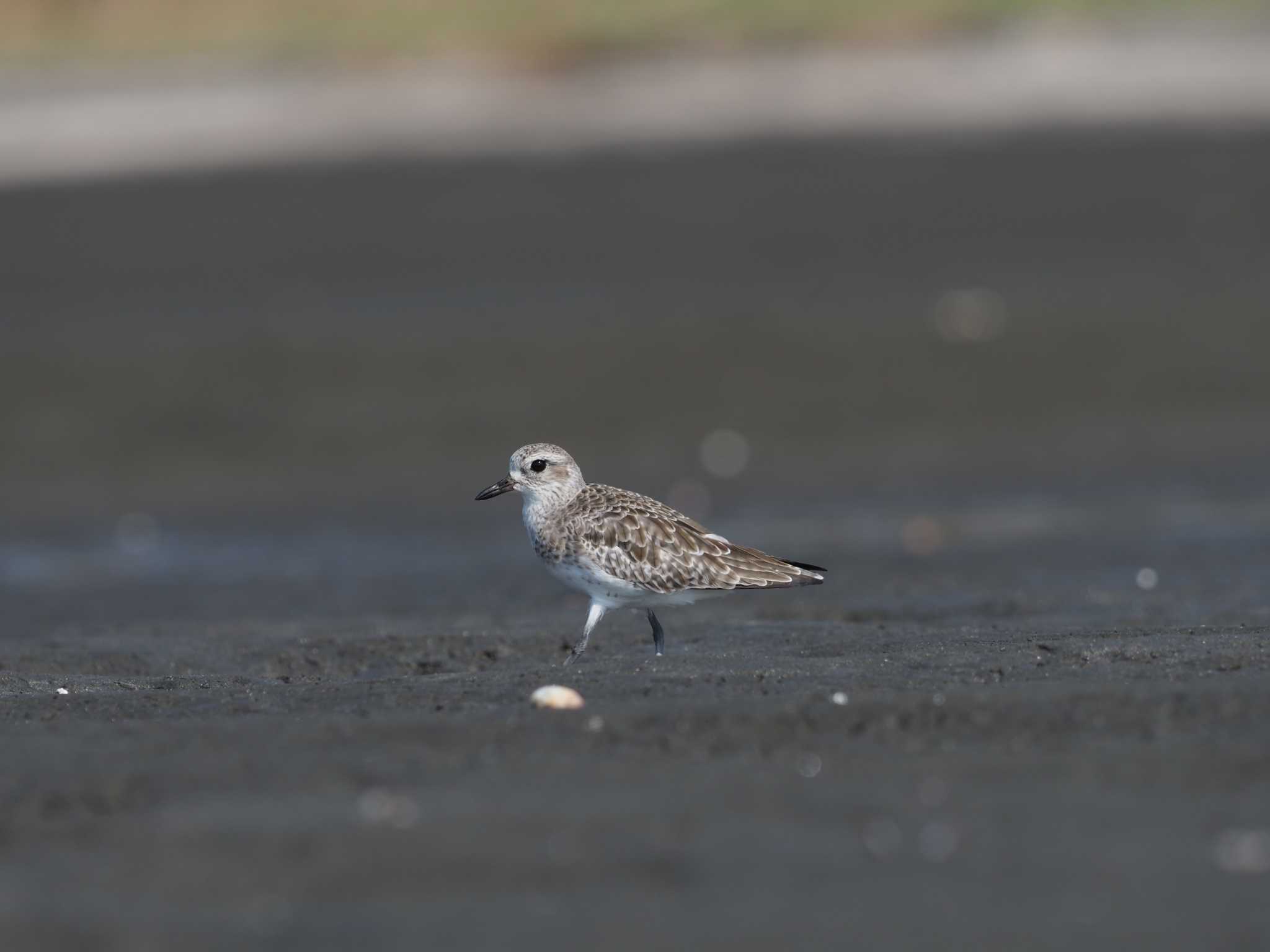 ふなばし三番瀬海浜公園 ダイゼンの写真 by シロチ