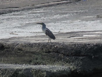 Striated Heron Fujimae Tidal Flat Mon, 7/25/2016