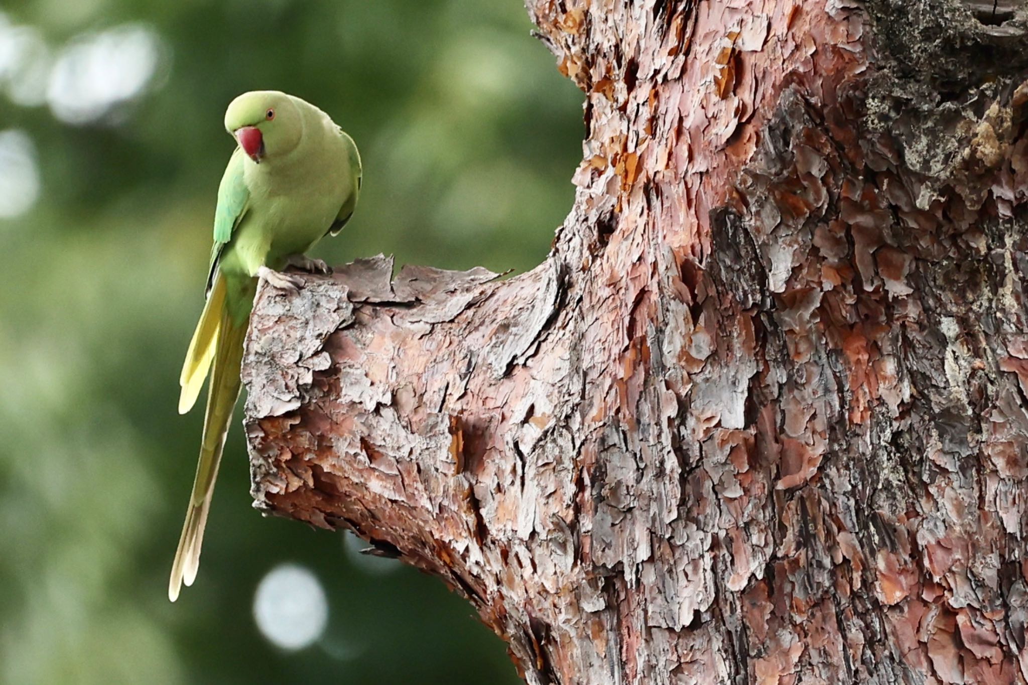 東京都 ワカケホンセイインコの写真 by なおんなおん