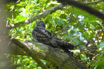 Grey Nightjar 埼玉県 Tue, 10/13/2020