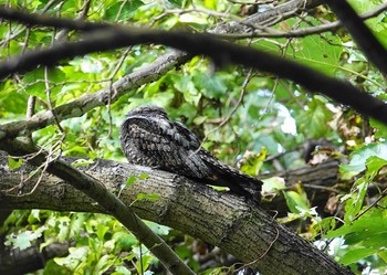 Grey Nightjar 埼玉県 Tue, 10/13/2020