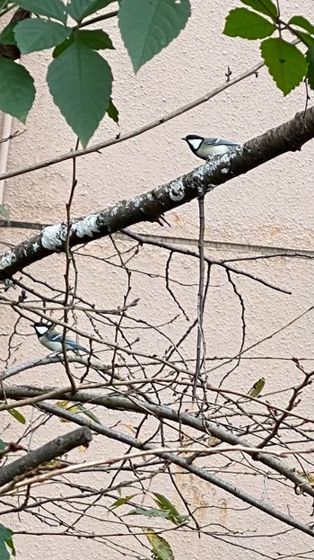 2020年10月14日(水) 浅川 (八王子)の野鳥観察記録