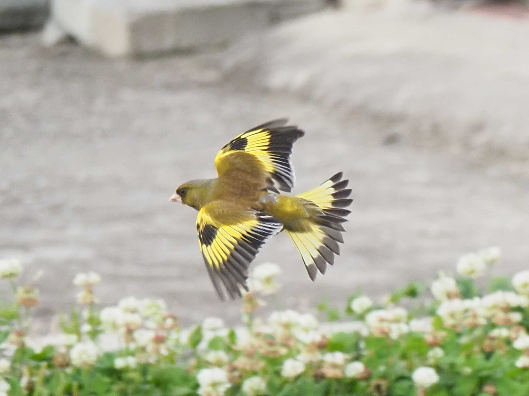 Photo of Grey-capped Greenfinch at Oizumi Ryokuchi Park by たこ