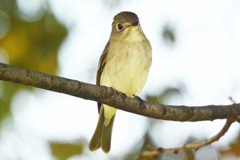 Asian Brown Flycatcher 堺浜 Wed, 10/14/2020