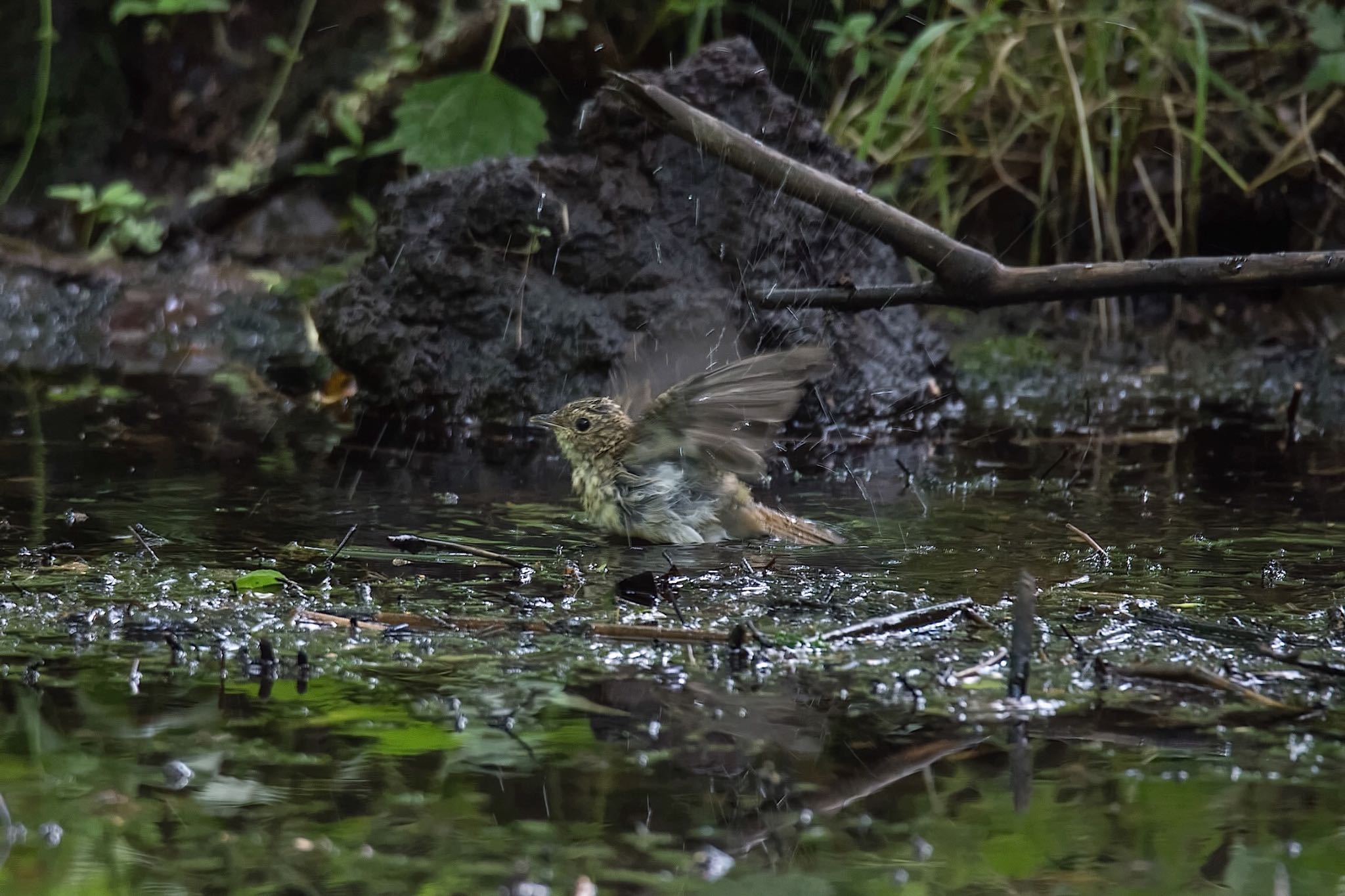 キビタキ幼鳥の水浴び