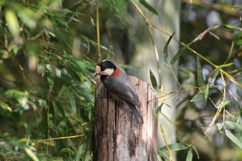 2020年10月14日(水) 坂田ヶ池総合公園の野鳥観察記録