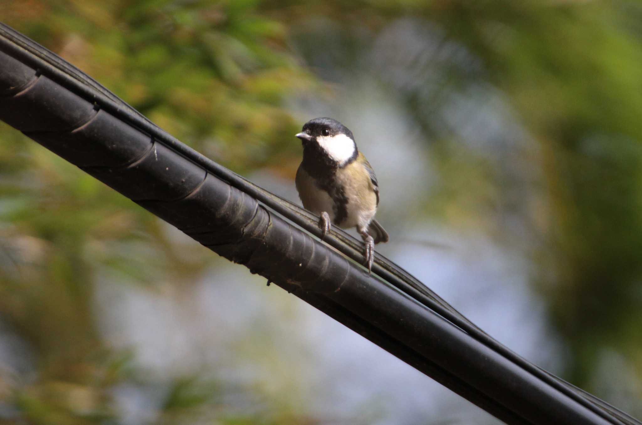 Photo of Japanese Tit at 坂田ヶ池総合公園 by Simo