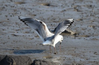 Saunders's Gull 肥前鹿島干潟 Sat, 1/4/2020