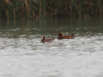 2020年10月14日(水) 六郷橋緑地の野鳥観察記録