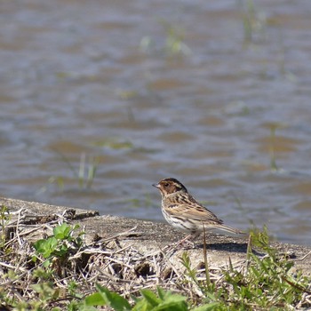 Little Bunting Mishima Island Thu, 4/16/2020