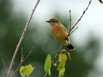 Wed, 10/14/2020 Birding report at 境川遊水地公園