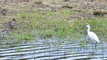 タシギ 東京港野鳥公園 2020年10月13日(火)