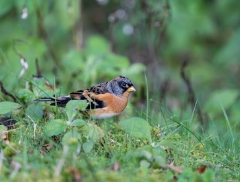 Brambling Unknown Spots Wed, 10/14/2020