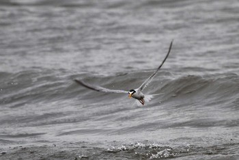 Little Tern Kasai Rinkai Park Tue, 6/2/2015