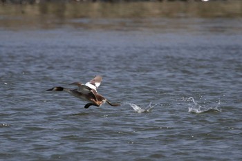 カンムリカイツブリ 葛西臨海公園 2015年6月25日(木)