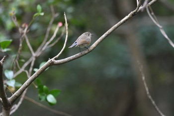 Red-flanked Bluetail Mishima Island Sun, 4/19/2020