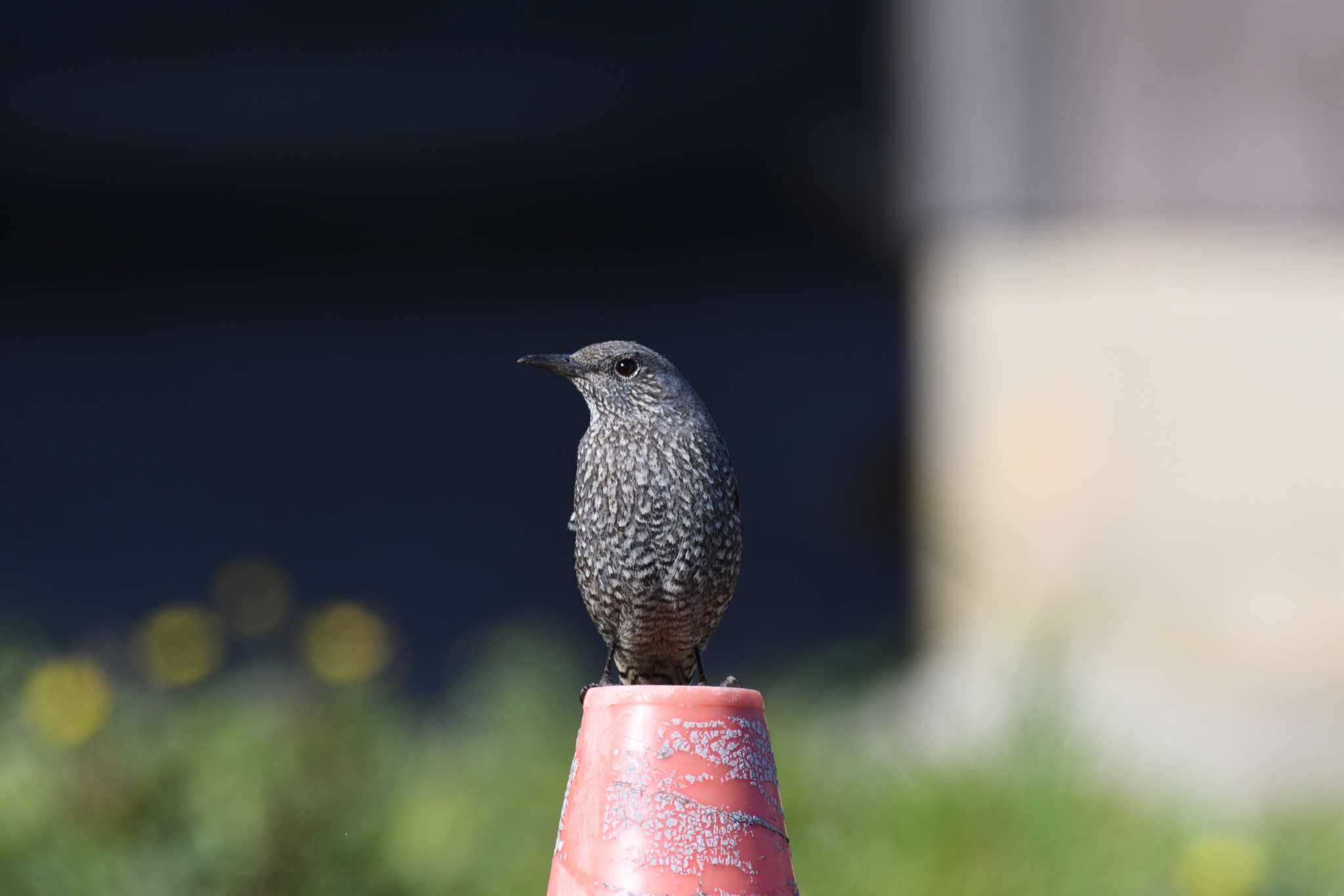 イソヒヨ♀