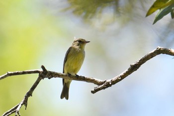 Fri, 10/18/2019 Birding report at オーストラリア