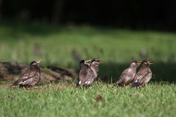 White-cheeked Starling 海浜幕張 Wed, 6/24/2015