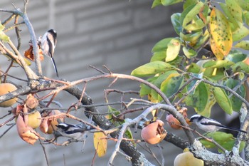 2020年9月28日(月) 川西市の野鳥観察記録