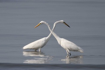 Great Egret Kasai Rinkai Park Sat, 7/11/2015