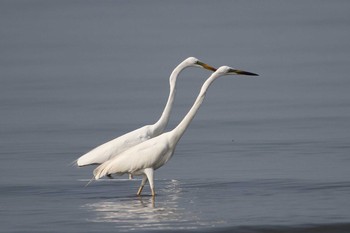 Great Egret Kasai Rinkai Park Sat, 7/11/2015